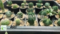Cactus Collection