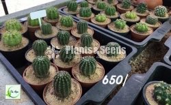 Cactus Collection