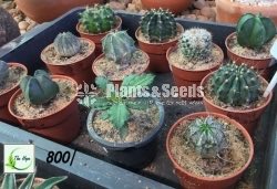 Cactus Collection