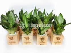 Gift Plants