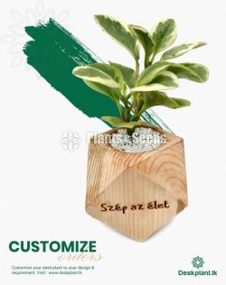 Gift Plants