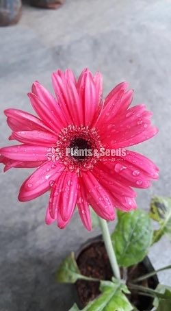 Indian Jebras 