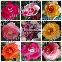 Roses 