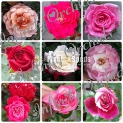 Roses 