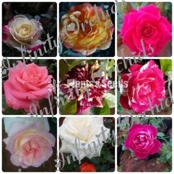Roses 