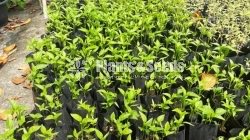Vegetable Plants