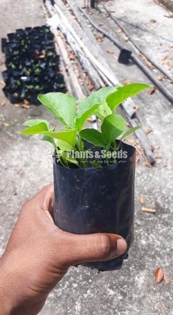 Vegetable Plants