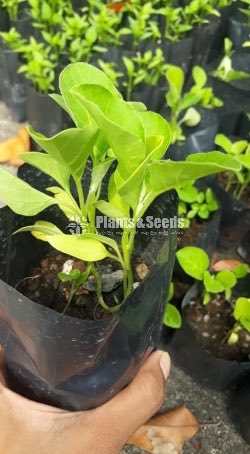 Vegetable Plants