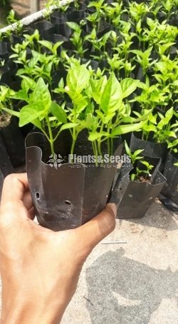 Vegetable Plants