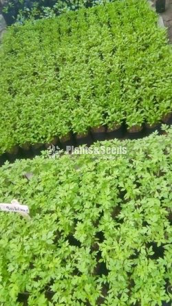 Vegetable Plants