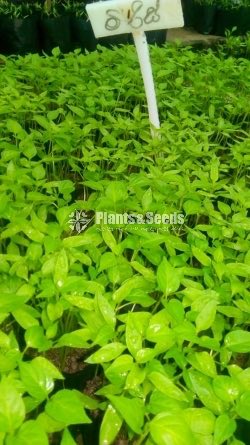 Vegetable Plants