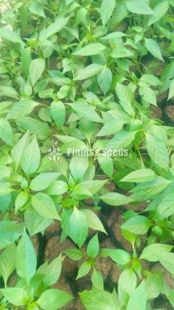 Vegetable Plants