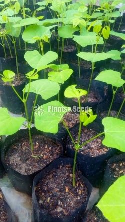 Vegetable Plants