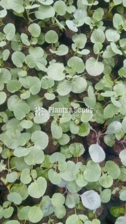 Vegetable Plants