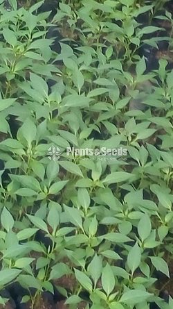 Vegetable Plants