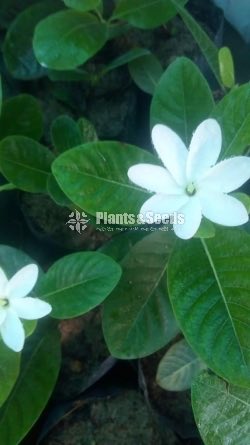 Peragadiniya(පෙරගාඩිනියා )