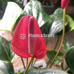 Anthurium Lady J