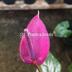 Anthurium Lady J