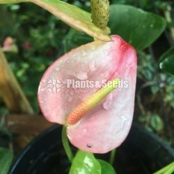 Anthurium Lady J