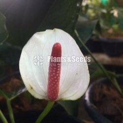 Anthurium Lady J