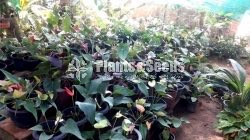 Anthurium Lady J
