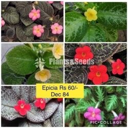 Epicia
