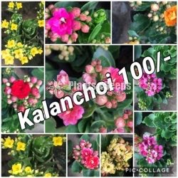 Kalanchoi