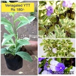 Veriagated YTT