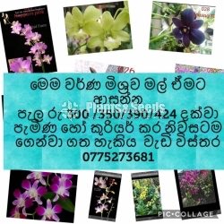 Orchids
