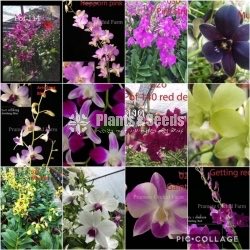 Orchids