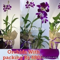 GIft Plant -Orchid