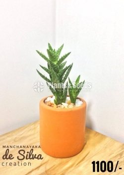 Cactus Plant with Pot
