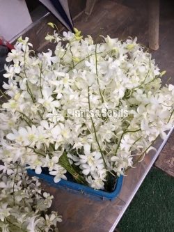 Fresh Cut  Orchid Flowers