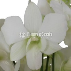 Fresh Cut  Orchid Flowers