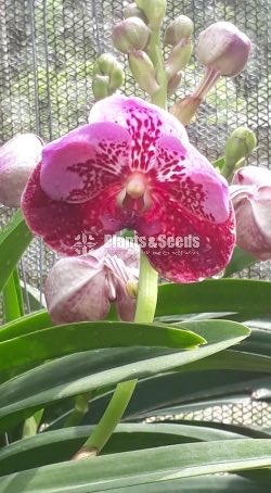 Vanda Orchids