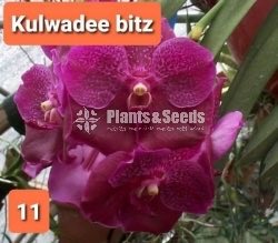 Vanda Orchids