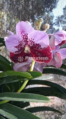 Vanda Orchids