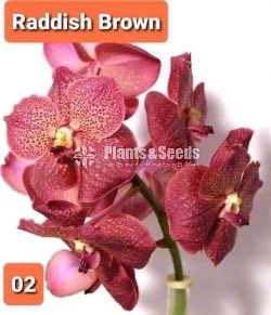 Vanda Orchids