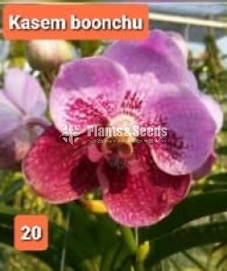 Vanda Orchids