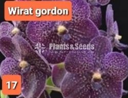 Vanda Orchids