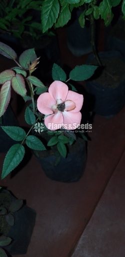 Baby Rosa