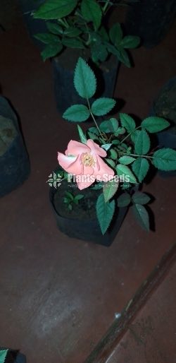 Baby Rosa