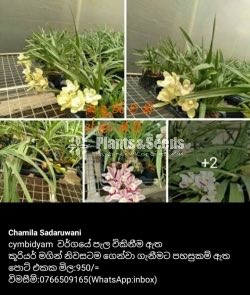 Cymbidyam Orchids