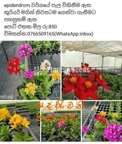 Epidendrom