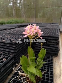 Epidendrom