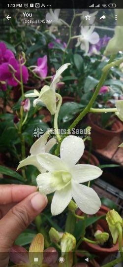 Dendrobium