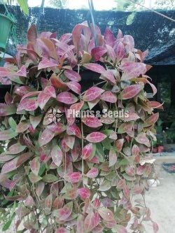 Red variegated Hoya