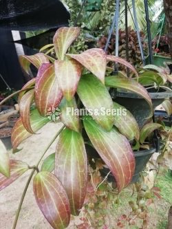 Red variegated Hoya
