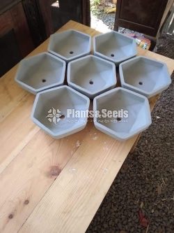 Bonsai Pots