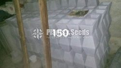 Cement Pots